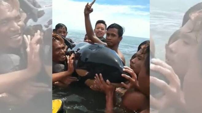 인니 해변에 밀려온 새끼 범고래와 셀카 찍은 젊은이들 논란(사진=메이바 폰토/페이스북)