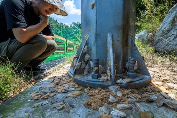 17일 충북 제천시 한 체육공원의 가로등에 매미나방과 나방알집이 빽빽하게 들어차 있다/ 조인원 기자