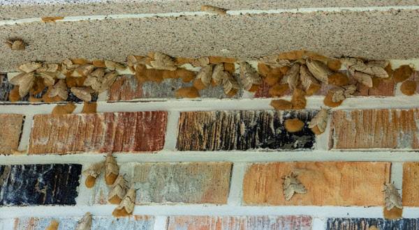 17일 충북 단양시 장현리 주민회관 인근 주택 처마에 매미나방과 나방알집이 빼곡하게 붙어있다/ 조인원 기자