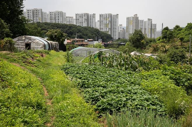 서초구 내곡동 그린벨트 부지 전경. /사진제공=뉴스1
