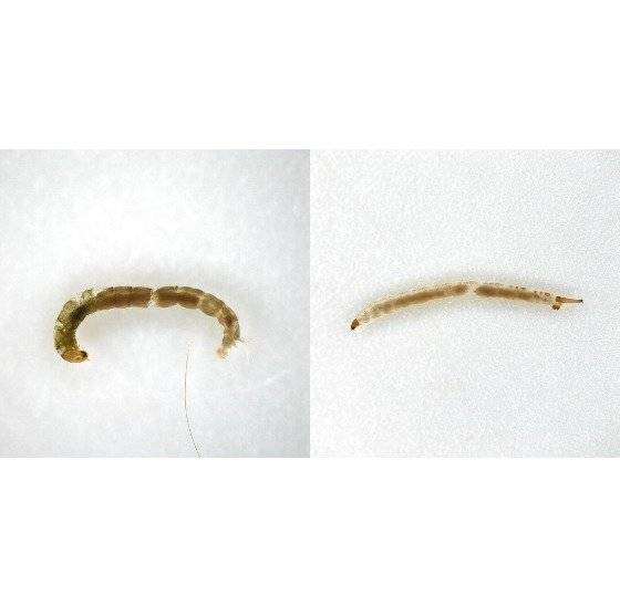 왼쪽부터 등깔따구와 나방파리 유충의 현미경 사진. 국립생물자원관