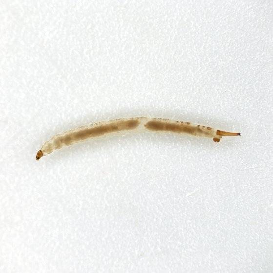 현미경으로 본 나방파리 유충의 모습