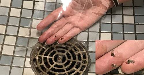 나방파리가 욕실 등에 떨어져 있는 모습. 중앙포토