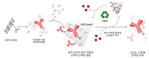 분자 끈끈이 원리를 적용한 단백질의약품 정제기술 - 포스텍 제공