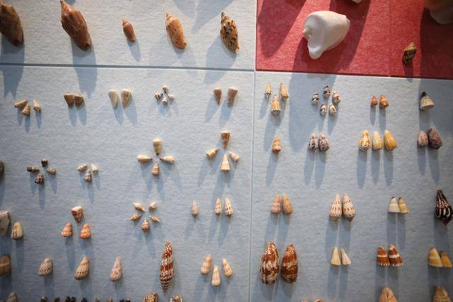 '1004 뮤지엄파크'의 세계조개박물관. 전세계에서 주집한 희귀 조개를 체계적으로 분류해 놓았다.