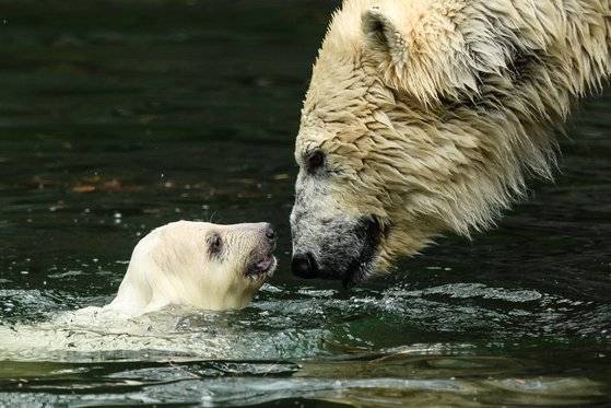 지난 2019년 독일 베를린 동물원에서 엄마 북극곰과 아기 북극곰이 물놀이를 하는 모습. [EPA=연합뉴스]