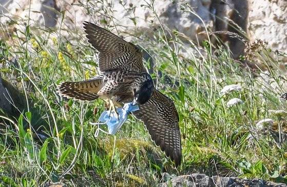 영국 요크셔 해안에서 포착된 송골매가 마스크를 먹이로 착각해 부리로 쪼고 있다. [트위터 캡처]