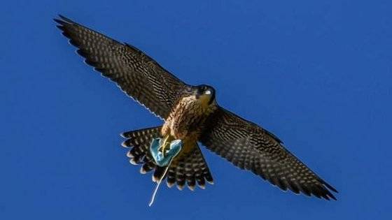 영국 요크셔 해안에서 포착된 송골매가 마스크를 먹이로 착각해 발톱으로 낚아챈 채 하늘을 날고 있다. [트위터 캡처]