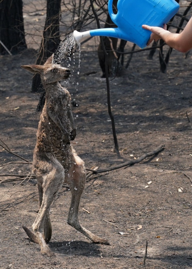 지난해 9월부터 올해 2월까지 이어진 호주 대형 산불로 수많은 동물이 피해를 입은 가운데, 화상을 입은 캥거루에게 물을 뿌려주는 뉴사우스웨일스 주민의 모습.