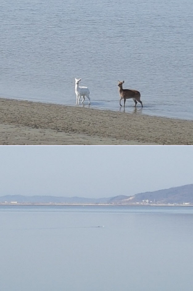 인천시 강화군 바다에서 헤엄친 후 물가를 걷는 고라니. (사진=강화바다정원펜션 제공)