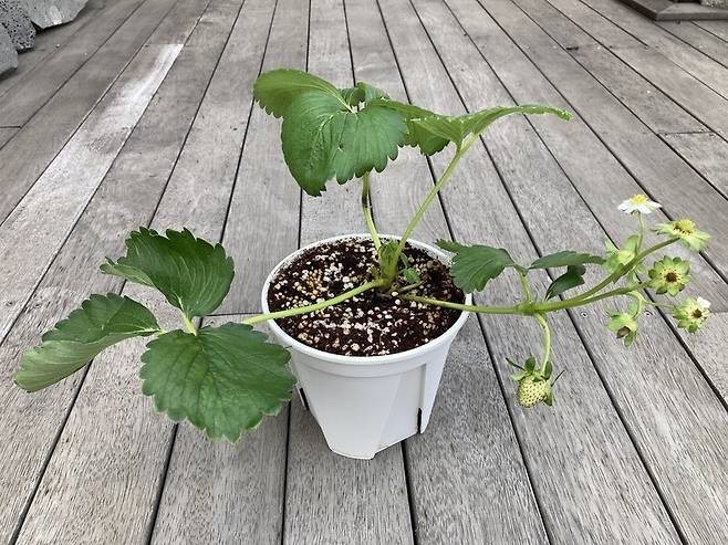 홈 가드닝용 ‘고슬’ 화분. 사진 유선주 객원기자