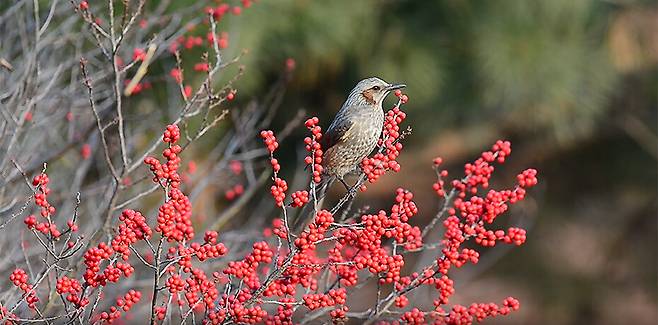 대벌레의 알을 먹고 퍼뜨리는 직박구리.