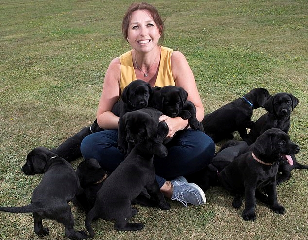 루시가 낳은 블랙 래브라도 강아지들에 둘러싸여 있는 주인 브리스