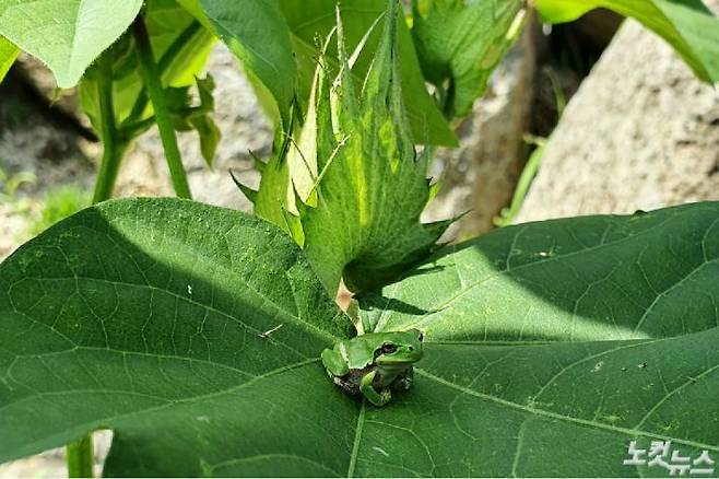 목화 잎에 청개구리가 앉아 쉬고있다.(사진=손경식 기자)