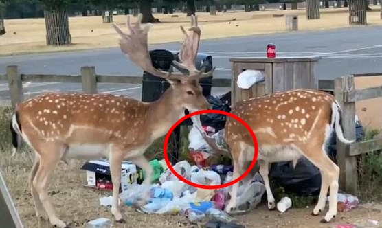 영국 런던의 한 공원에서 사람들이 아무렇게나 버린 쓰레기를 주워 먹는 야생 사슴의 모습