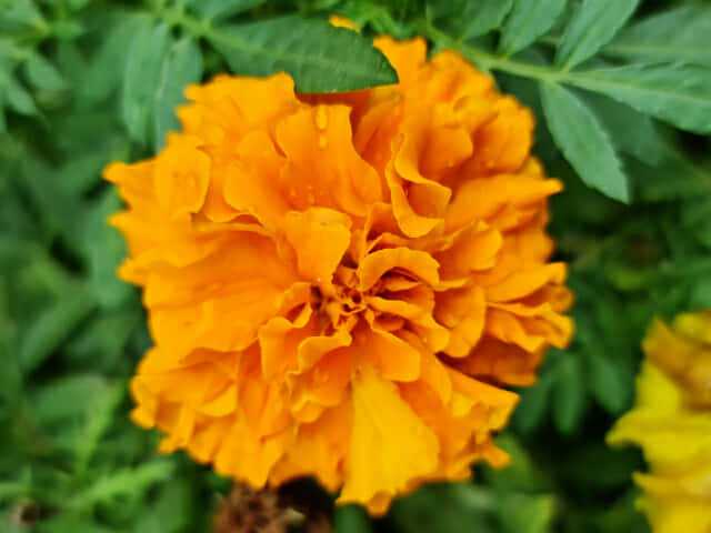 갤럭시노트20 울트라로 찍은 접사 사진. (사진=지디넷코리아)