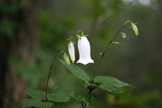 설악산에서 자라는 금강초롱꽃. 국립생물자원관 제공