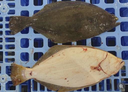 눈이 오른쪽으로 쏠린 광어. 가자미는 반대다. 교도통신