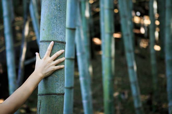 두 손을 힘껏 벌려도 맞잡기 힘든 죽림원의 대나무