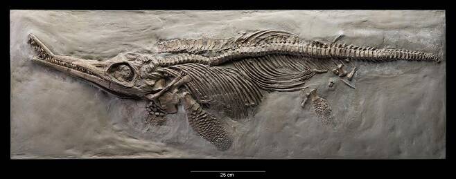 스미소니언 박물관에 보관된 어룡 화석