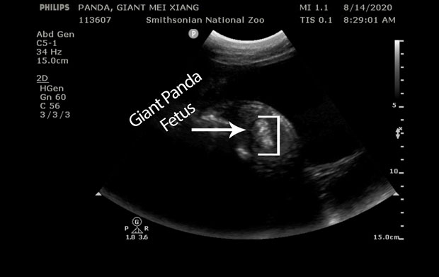 메이샹은 지난 3월 인공수정으로 임신에 성공했다. 사진은 출산이 임박했던 지난 14일 초음파./미국 워싱턴DC 스미스소니언 국립동물원