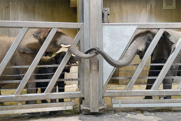 오래 전 헤어진 모녀 코끼리가 상봉했다. 20일(현지시간) 독일 할레동물원은 베를린동물원에 살던 할머니 코끼리 ‘포리’(39)가 12년 만에 딸 코끼리 ‘타나’(19)와 재회했다고 전했다./사진=할레동물원