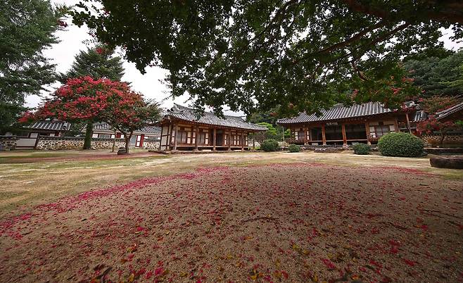 산청 덕천서원에 배롱나무꽃 '활짝' [산청군 제공. 재판매 및 DB 금지]