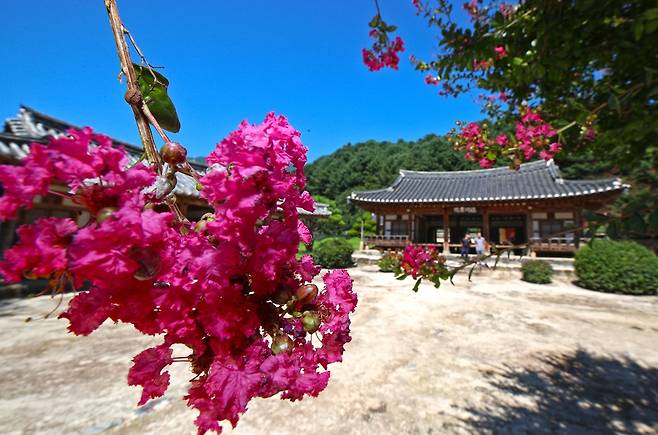 산청 덕천서원에 배롱나무꽃 '활짝' [산청군 제공. 재판매 및 DB 금지]