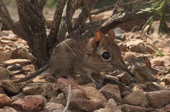 50년 만에 재발견된 소말리 코끼리땃쥐. Global Wildlife Conservation