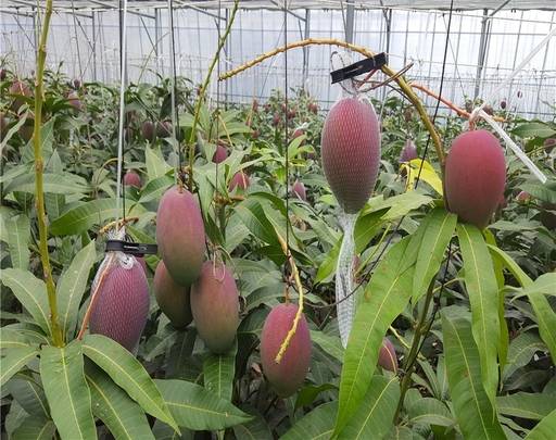 전남 광양의 한 농가에서 수확을 기다리는 애플망고. 지구온난화의 영향으로 아열대 과일의 국내 재배면적은 계속 늘어나고 있다. 광양=연합뉴스