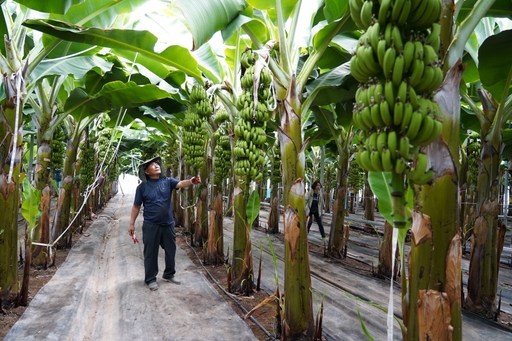 지난 13일 전남 해남군 북평면의 농가에서 농민이 첫 수확을 앞둔 바나나 나무를 둘러보고 있다. 해남=연합뉴스