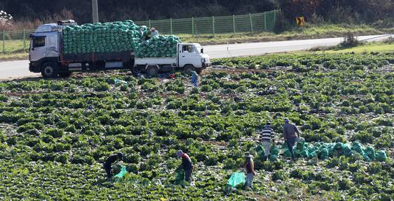 강원 평창군 대관령에서 주민들이 고랭지 배추 수확을 하는 모습. 연합뉴스
