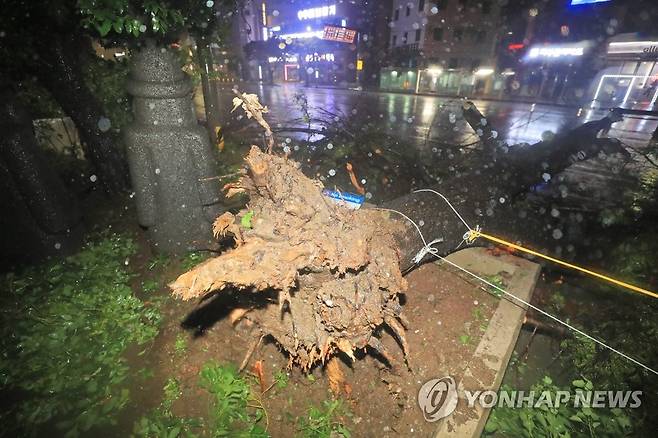 강풍에 꺾인 가로수 (제주=연합뉴스) 박지호 기자 = 제9호 태풍 '마이삭'이 제주를 강타한 2일 오후 제주시 연동 한라병원 앞 가로수가 꺾여 도로에 쓰러져 있다. 2020.9.2 jihopark@yna.co.kr