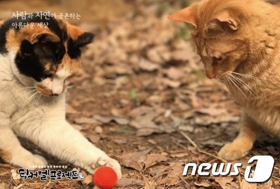 길고양이 엽서. 사진 팅커벨프로젝트 제공 © 뉴스1