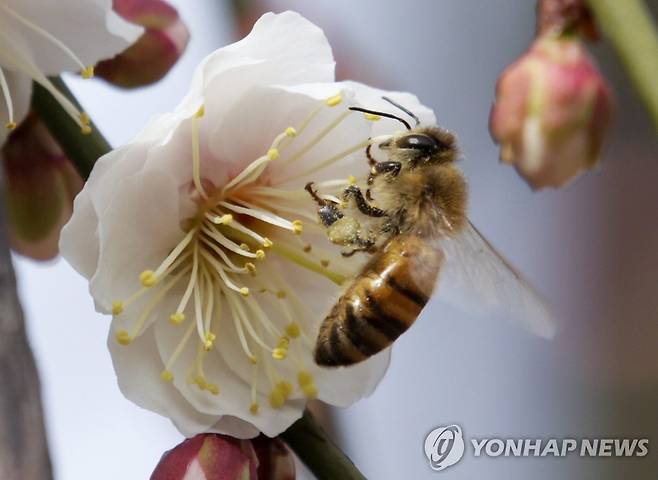 유방 이미지
