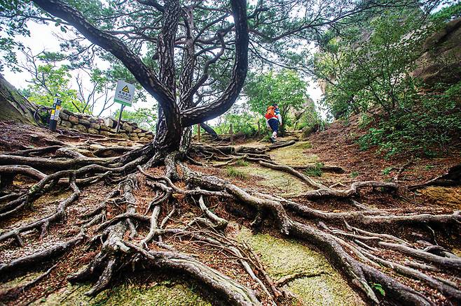 부황사 터를 지나 의상능선으로 올라타면 가장 먼저 거대한 뿌리를 드러낸 소나무 한 그루가 반겨 준다.