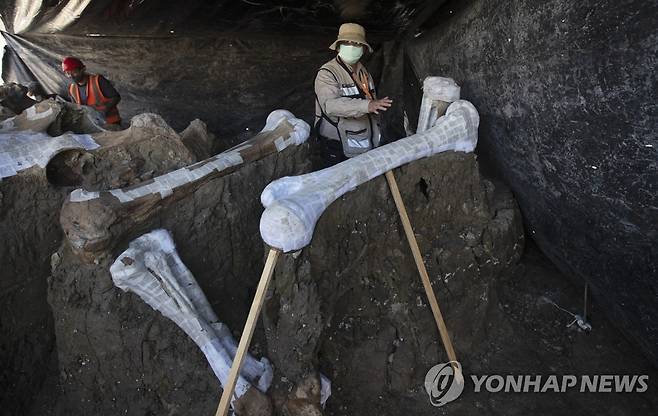 멕시코시티 공항 건설현장에서 발굴된 매머드 뼈 [AP=연합뉴스]