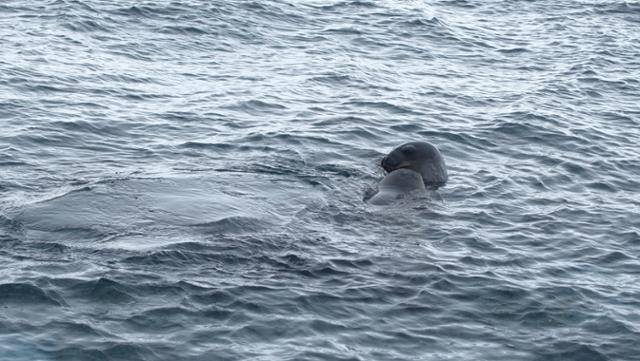 웨델물범. 극지연구소 제공