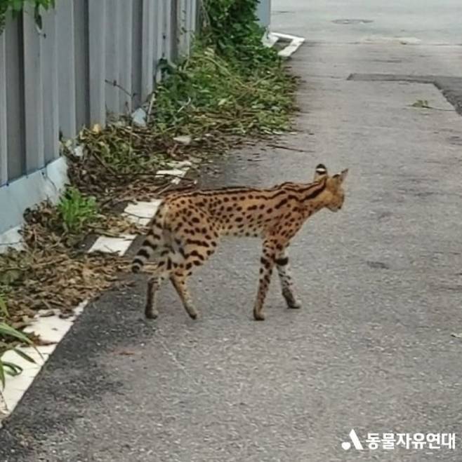 /사진 = 동물자유연대 인스타그램