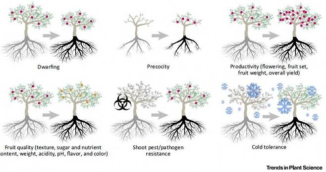 접붙이기에서 대목(검은색)은 물과 영양분을 공급할 뿐 아니라 접수(회색)의 특성에 다양한 영향을 미칠 수 있다. 위 왼쪽부터 왜소화, 조생화(일찍 열매가 맺게 함), 생산성 증대이고 아래 왼쪽부터 과일 품질 개량, 병충해 저항성, 내한성 등 몇 가지 예를 보여준다. (제공 ‘식물과학 경향’) 3_접붙이기는 한자어 접목(接木)과는 달리 초본 작물에서도 널리 행해지고 있다. 영국 종묘회사 톰슨&모건은 토마토와 감자를 접붙인 톰테이토(TomTato. 사진)와 가지와 감자를 접붙인 에그앤칩스(Egg&Chips) 모종을 판매하고 있다. 이 키메라를 키우면 토마토(또는 가지)와 감자를 함께 수확할 수 있다. Thompson & Morgan 제공