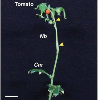 서로 불친화성인 두 식물도 친화성이 큰 식물을 사이접수(interscion)로 쓰면 접붙이기가 가능하다. 사진을 보면 토마토 접수와 국화(Cm) 대목 사이에 담배(Nb) 줄기가 사이접수로 쓰였고(노란 화살표로 경계표시) 그 결과 접붙이기에 성공해 토마토가 열렸다. 사이어스 제공
