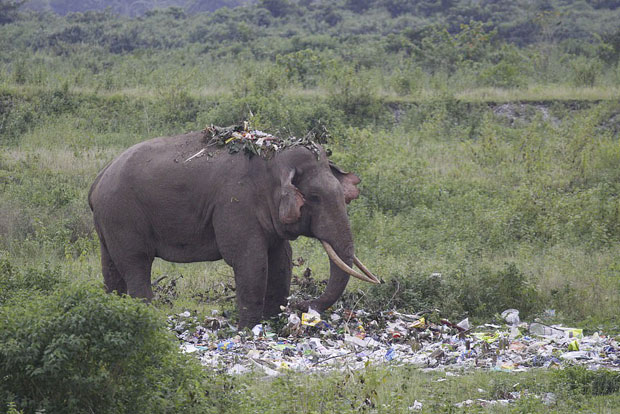 굶주린 야생 코끼리가 플라스틱 쓰레기를 집어삼키는 충격적인 장면이 포착됐다. 7일(현지시간) 데일리메일은 인도의 한 마을에서 먹이를 찾아 쓰레기 더미를 헤집는 코끼리가 목격됐다고 전했다.