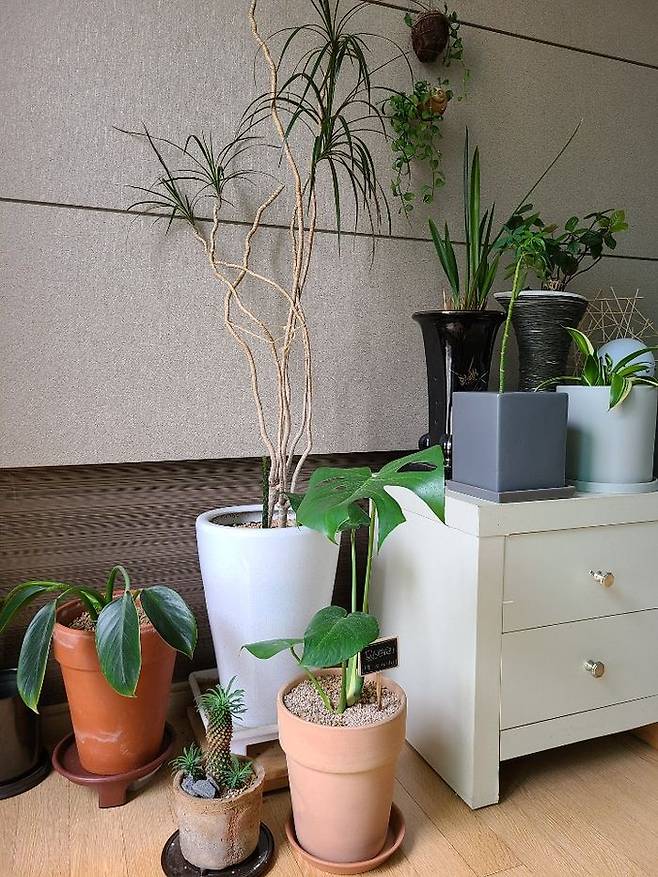 우리 집 화초들, 마치 조그만 초원에 온 기분이다.