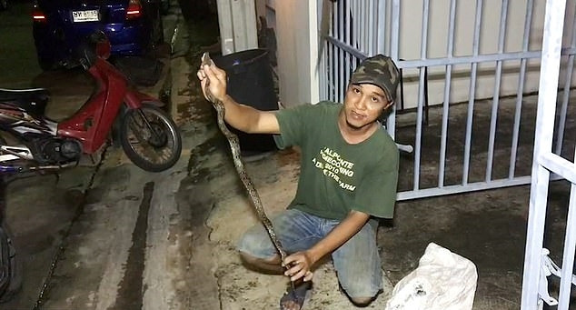 현장에서 동물 포획 전문가에게 붙잡힌 1.2m 길이의 비단뱀