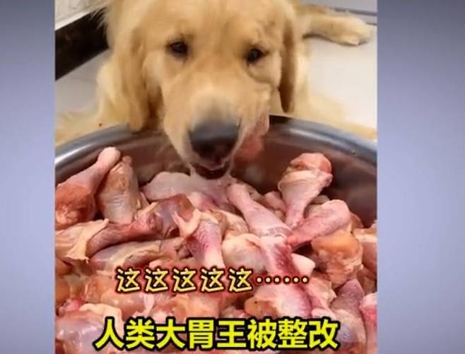 중국의 개 먹방 장면 [웨이보 캡처.재판매 및 DB 금지]