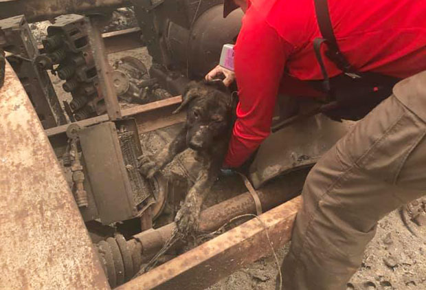13일(현지시간) AP통신은 캘리포니아주 뷰트카운티 화재 현장에서 살아남은 개 한 마리가 구조됐다고 전했다./사진=뷰트카운티보안관사무소