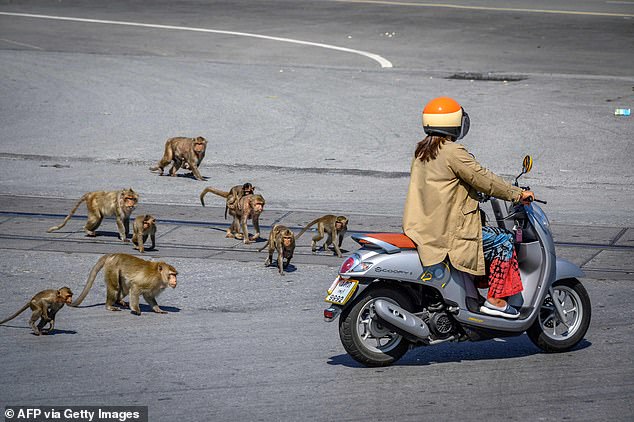 원숭이 몇 마리가 스쿠터를 타고 가고 있는 여성을 뒤쫓는 모습.(사진=AFP 연합뉴스)