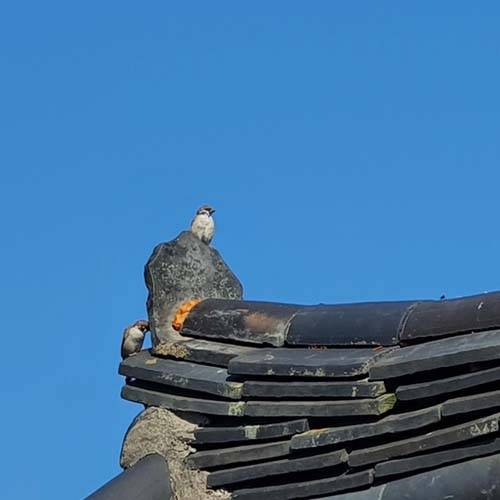 참새 두 마리가 기왓장 위에서 가을 햇볕을 쬔다. 그들은 무슨 생각을 하고 있을까. [신평 제공]