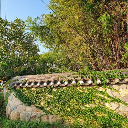 갈색이 늘어난다. 돌담장 담쟁이, 나무들 색깔에 조금씩 갈색이 섞이고 있다. [신평 제공]