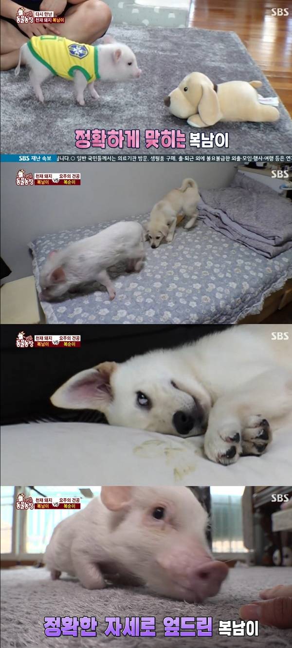 복남이 / 사진=SBS 동물농장